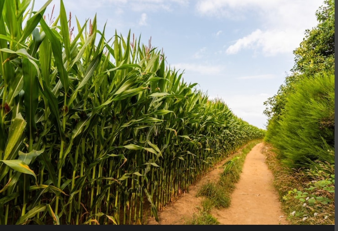 screenshot_2025-12-22-04-31-00-288_com-android-chrome-edit