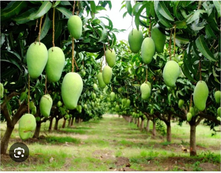 screenshot_2025-12-22-08-04-11-333_com-google-android-googlequicksearchbox-edit